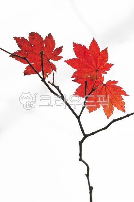 Autumnal sensibility,autumn harbinger,maple leaves,tree branches,leaf veins,plants,red maple leaves