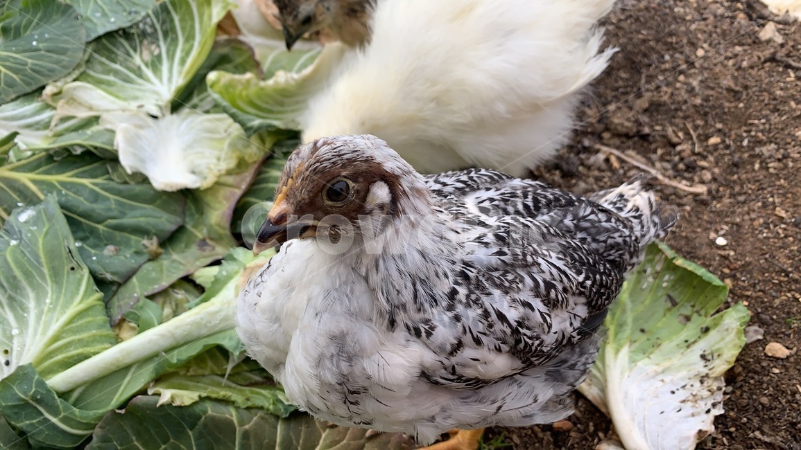 닭,자연,애완동물,animal,동물,새,chicken,치킨