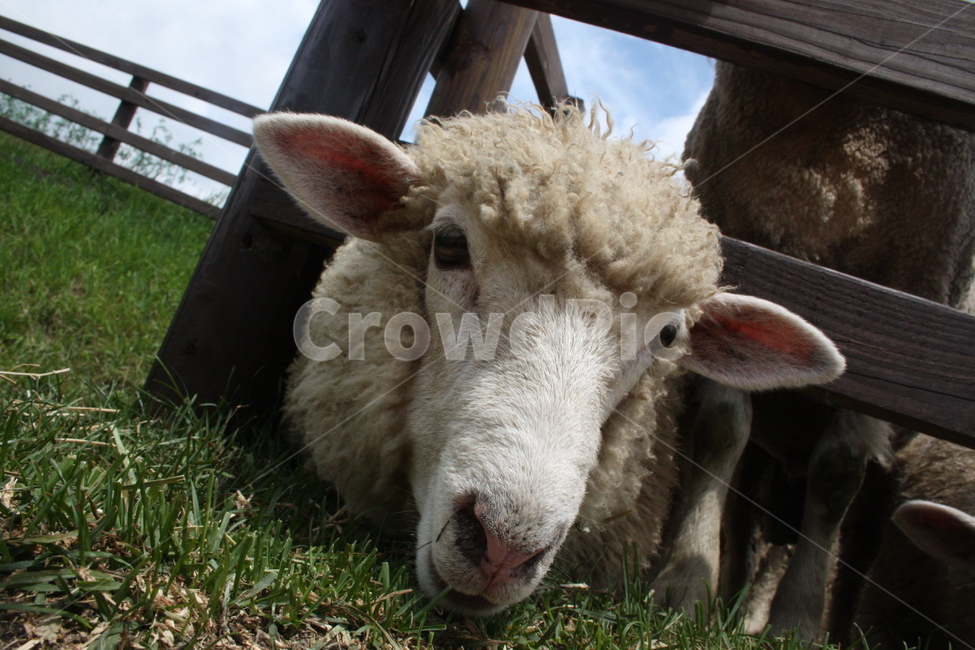 sheep,양,양때목장,숲,식물,잔디,갈대,목장,tree,나무,포유류,mammal