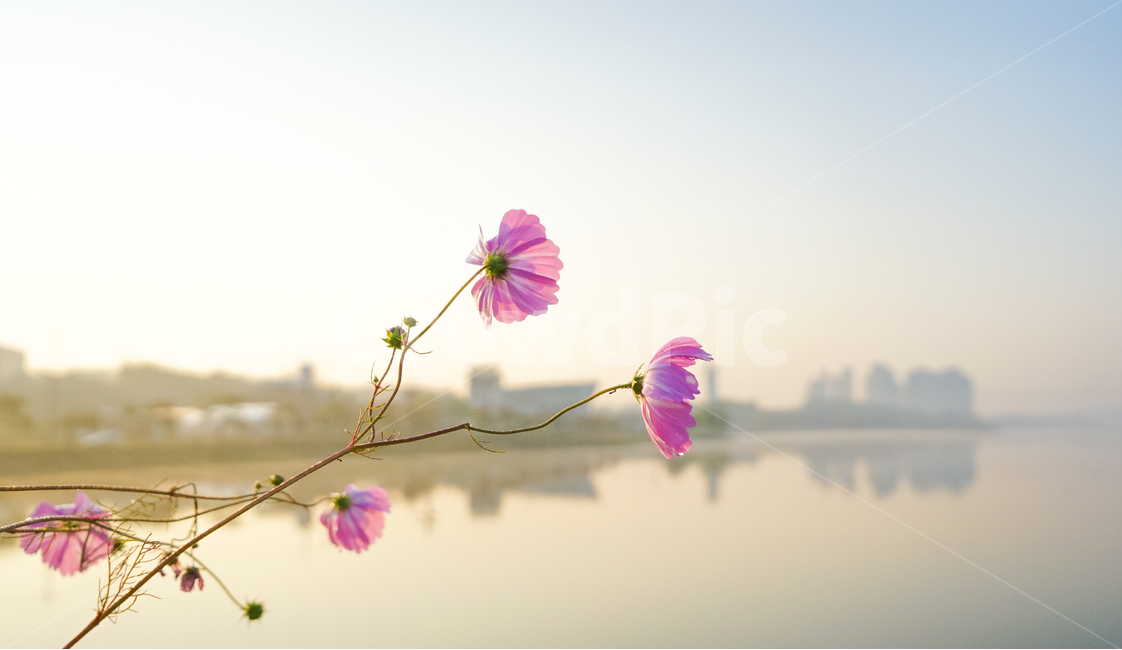 호수,저수지,반영,투영,꽃,코스모스,풍경,자연,가을,계절,fall,autumn,season,식물,자연,plants,nature,꽃,flower,blossom,geranium,제라늄,plant
