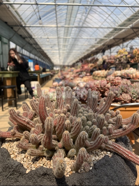 다육,식물,다육이,화분,농장,식물,자연,plants,nature