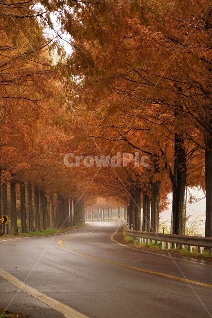 nature,tree,trees,natural scenery,emotion,fall,road,colonnade,plant,maple,Korean natural scenery,orangecolor,autumn,Metasequoia Road,orange color,Emotion,Maple,Fog