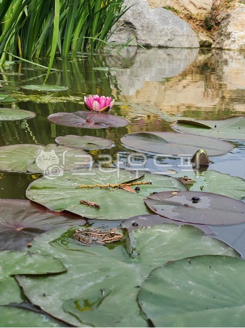 연못,개구리,연꽃,연잎,식물,꽃