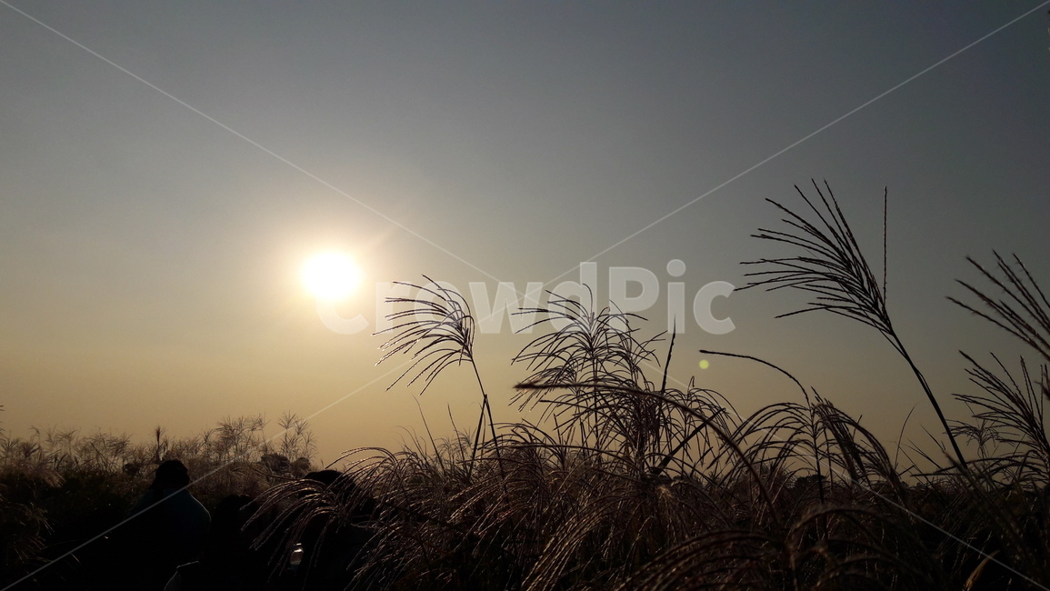 가을,갈대,하늘,붉은,저녁놀,가을,계절,fall,autumn,season,자연,풍경,nature,landscape,plant,식물,grass,잔디,lawn,reed