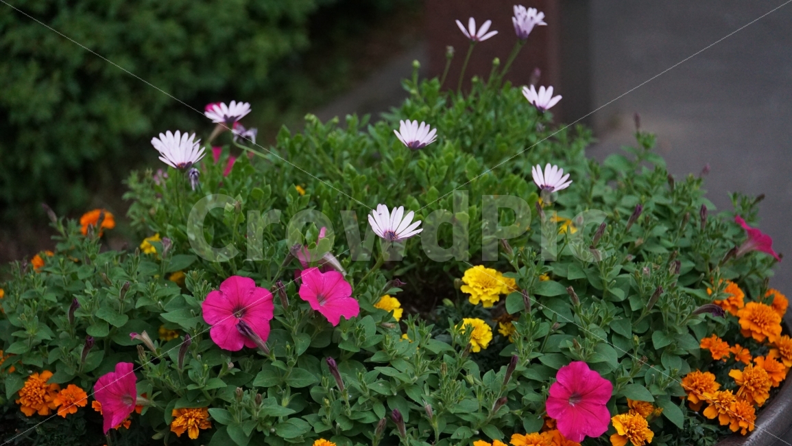꽃,플라워,화단,디모르포테카,Dimorphotheca,식물,자연,이파리,꽃봉오리,flower,bud,꽃밭,접사,macro,클로즈업,closeup,tree,숲,숲속,산림,삼림,조경,plants,봄꽃,감성,힐링,풍경,landscape,식물,자연,plants,nature,꽃,flower