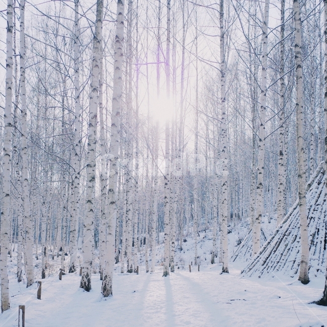 인제,여행,자작나무숲,자작나무,겨울,계절,눈,겨울산,자연,season,winter,겨울,계절,winter,season,자연,풍경,nature,landscape,식물,plants,나무,trees,wood,감성,sensible,feeling,tree,plant,outdoors,옥외