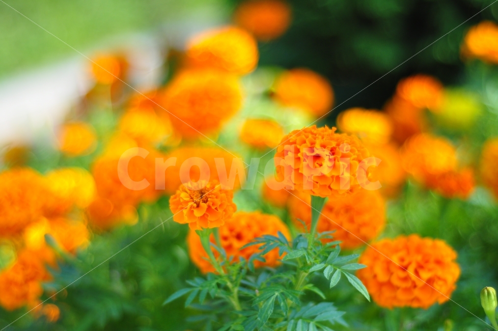 어린이대공원,공원,꽃밭,꽃,주황색,식물,색깔,솜,childrensgrandpark,grandpark,park,flowers,flowergarden,garden,orange,color,leaves,식물,자연,plants,nature,꽃,flower,색깔,색상,색채,색감,color sense,color sensitivity,feeling of color