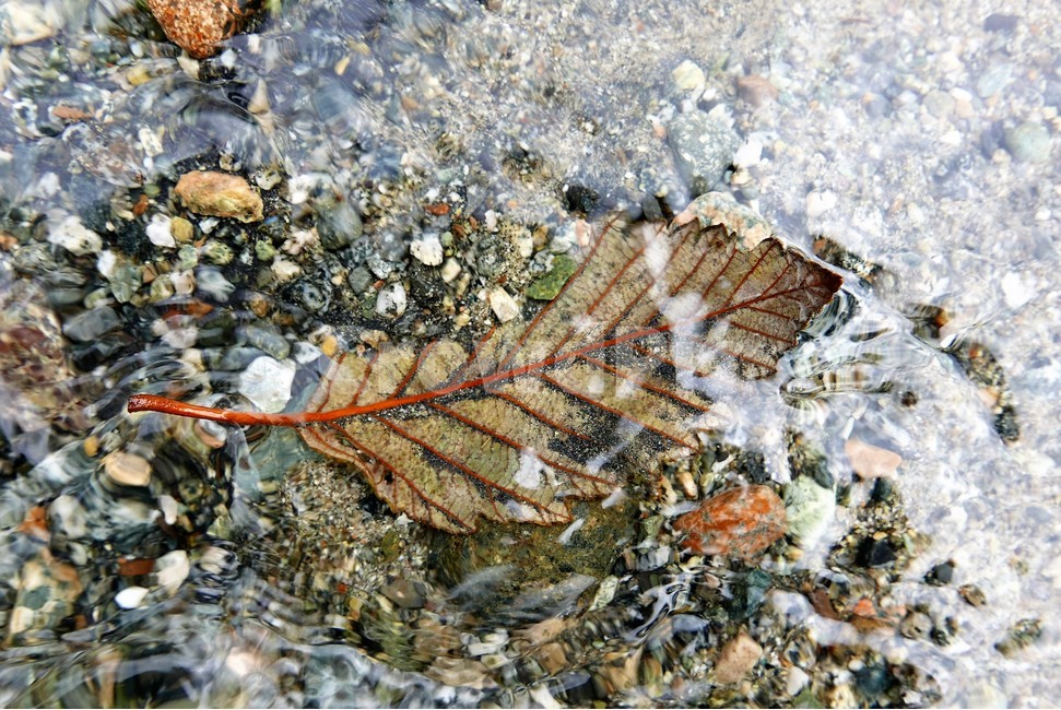 낙옆,맑은물,반사,투영,신비,자연,풍경,nature,landscape,plant,식물,leaf,잎