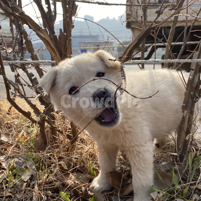 똥개,갈색강아지,길강아지,진돗개,강아지,dog,개,애완동물,pet,동물,animal,mammal,포유류,canine,송곳니,흰강아지,puppy,동물,animal,포유류,mammal,개,강아지,dog,doggy