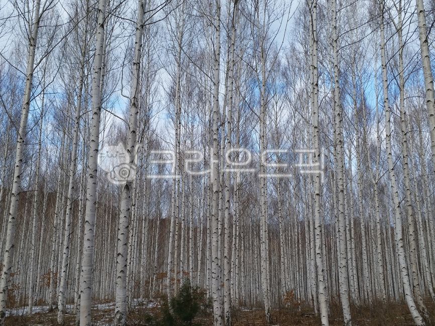 Gangwondo,birch tree,Inje,birch forest,Deputy Won,tree