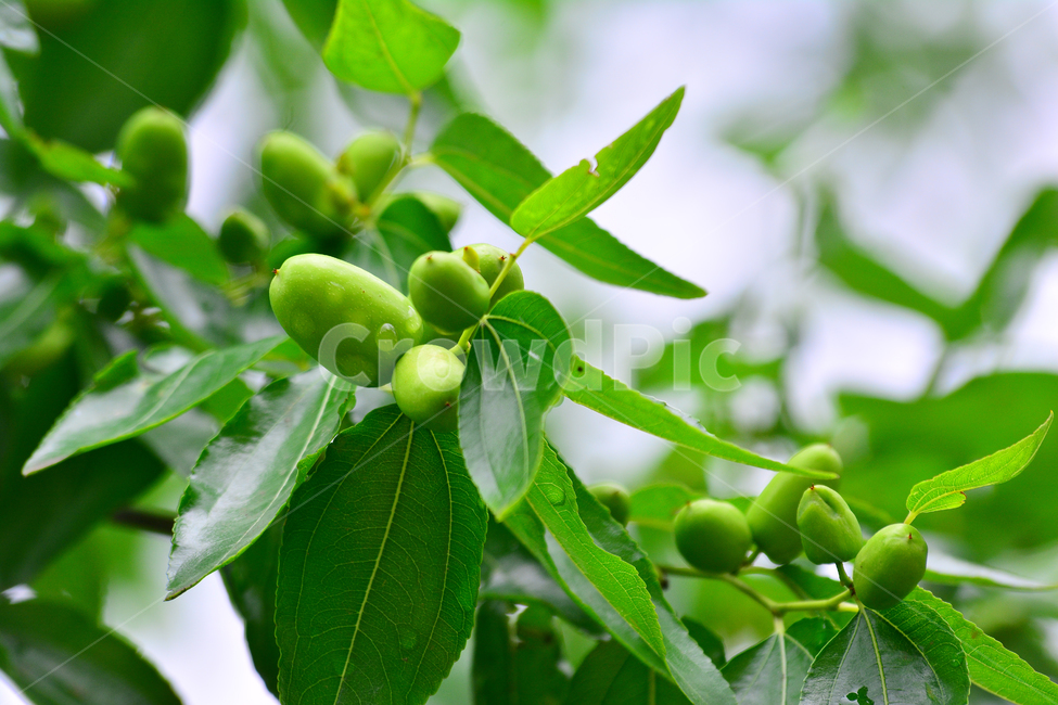 대추,대추나무,건강식품,대추차,jujube,달콤한,맛,과일,가을열매,가을이미지,나무열매,fruit,food,asian,동양적,한국적,한약재료,주렁주렁,식물,자연,plants,nature,음식,식재료,요리,food,cook,meal,dishes,food reserves,과일,열매,fruit