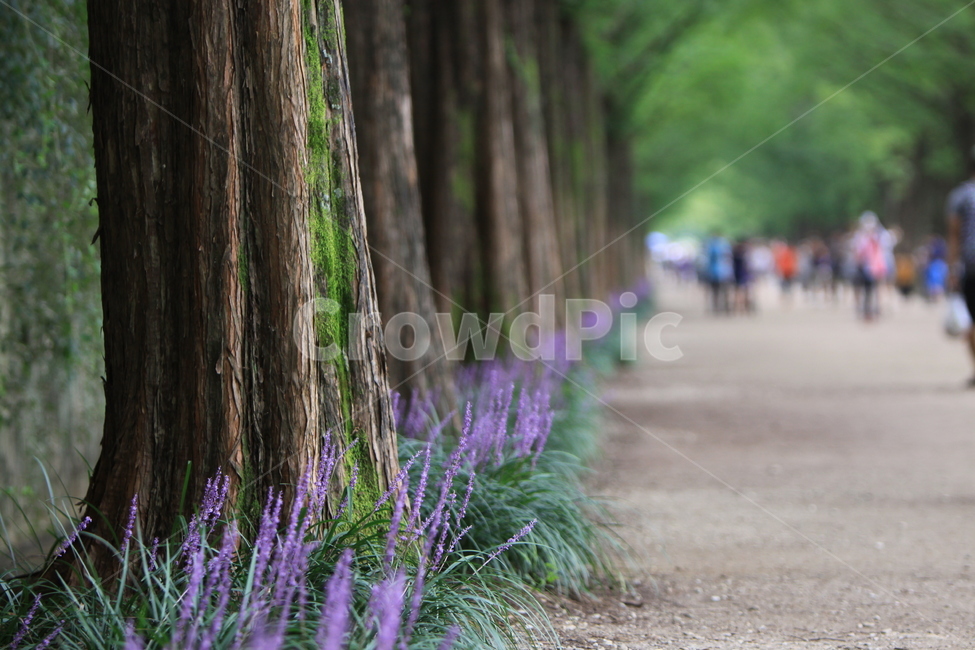 담양,메타세콰이어,가로수,맥문동,보라색,나무,녹음,자연,풍경,nature,landscape,식물,plants,꽃,flower,나무,trees,wood,plant