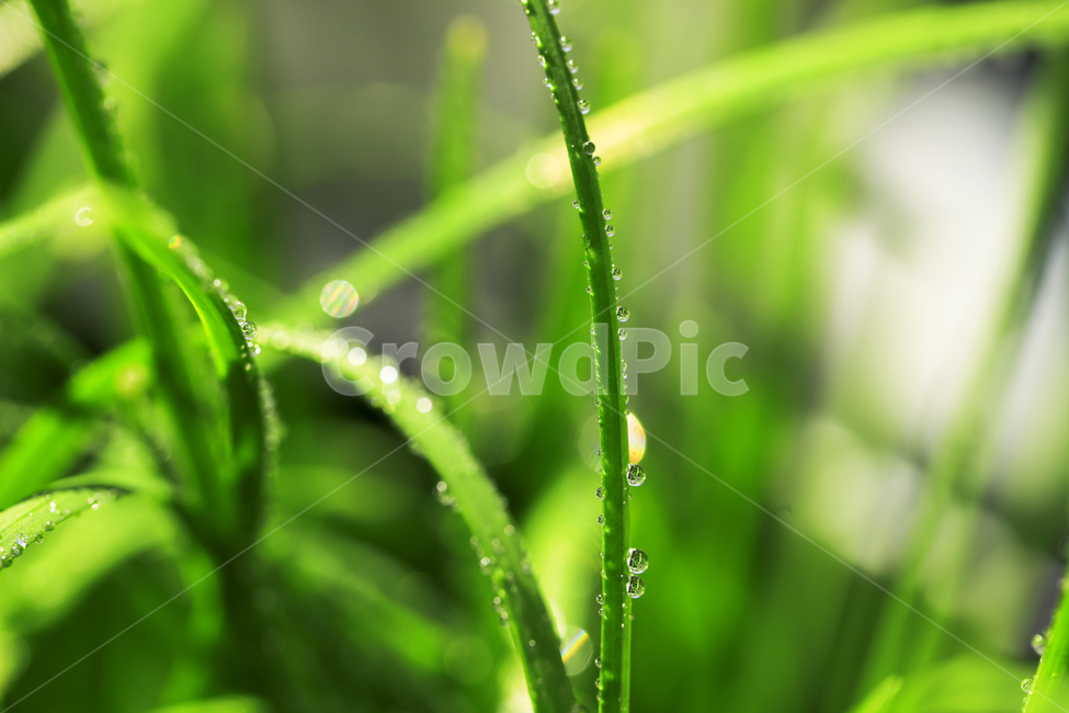 아침,이슬,부추,잎사귀,풀,잡초,싱그러움,식물,자연,plants,nature,휴식,힐링,rest,relaxation,healing
