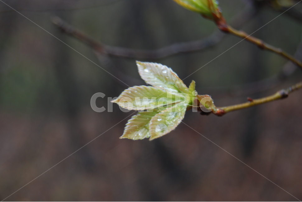 갈기산,영동군,봄,휴양림,탐방로,식물,자연,plants,nature