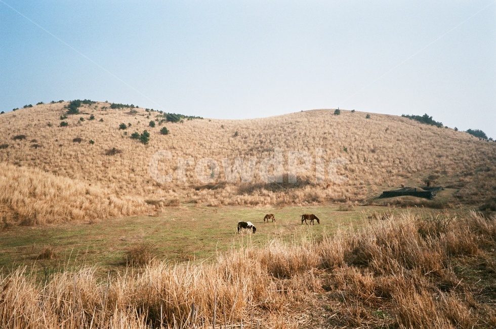 제주,제주풍경,필름사진,filmphotography,filmphoto,오름,용눈이오름,말,가축,방목,목초지,언덕,oreum,yongnunioreum,volcaniccone,horse,animals,hills
