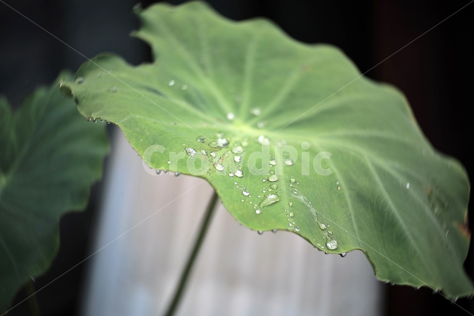 물방울,빗방울,이슬,넓은잎,waterdrop,raindrop,leaf,식물,자연,plants,nature