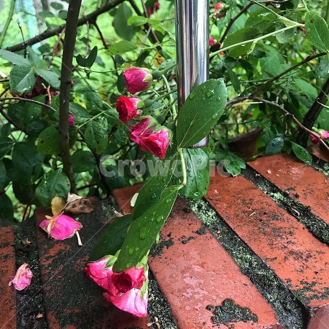 장마,자연,비,장미,배경
