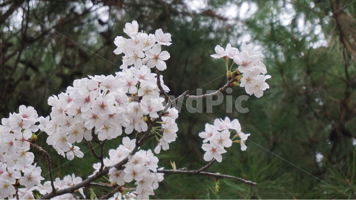 봄,벚꽃,소나무,꽃,분홍색,하얀색,봄,계절,spring,season,식물,자연,plants,nature,꽃,flower,plant,blossom