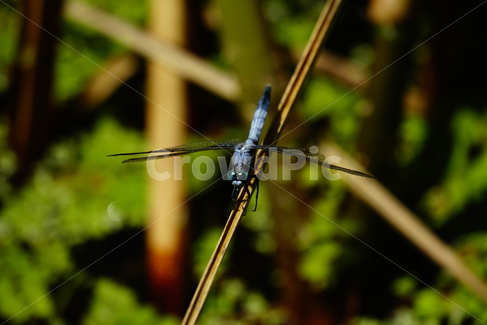 잠자리,연못,곤충,벌레,insect,dragonflies,dragonfly,가을,autumn,fall,9월,september,자연,nature,식물,plants,수풀,동물,animal,곤충,벌레,insect,bug