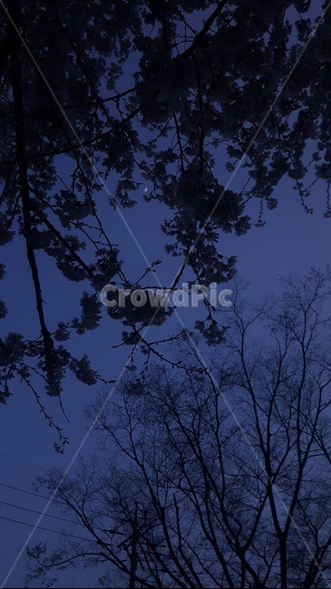 달,벚꽃,밤,나무,초승달,야경,밤,풍경,nightscape,night,landscape,silhouette,실루엣,nature,자연,tree,plant,식물