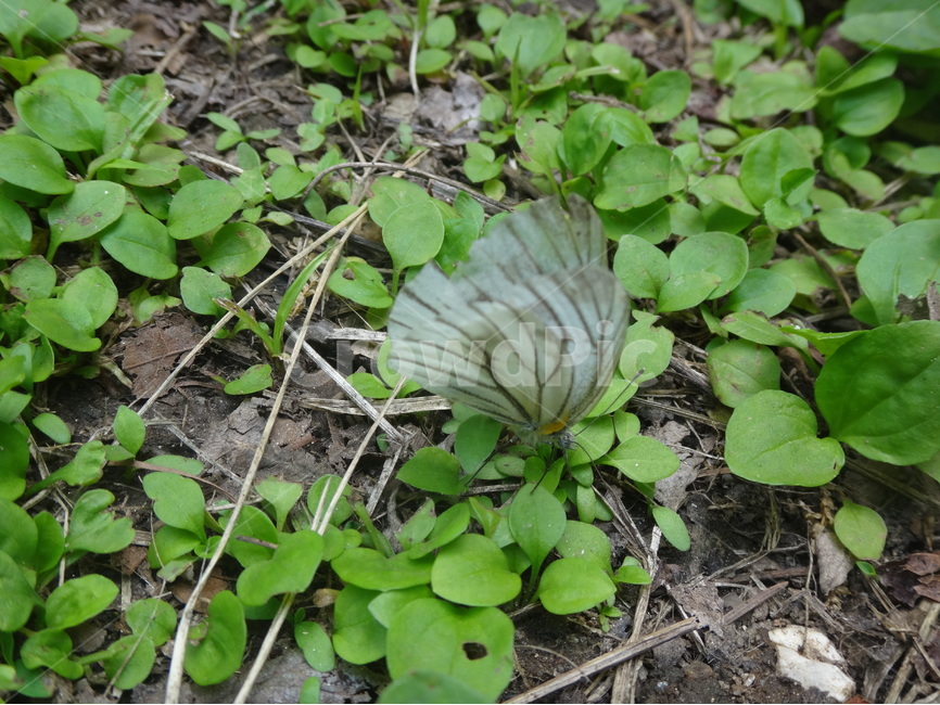 자연,풍경,초록,풀잎,나비,배추흰나비,동물,animal,곤충,벌레,insect,bug
