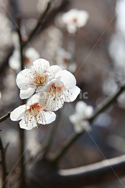 매화꽃,매화,꽃,꽃잎,봄꽃,봄,공원,식물,자연,식물,자연,plants,nature,꽃,flower