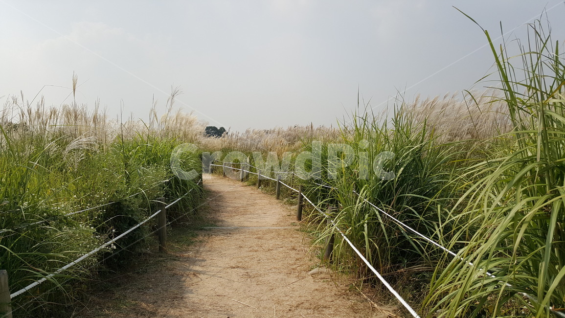 억새,억새풀,억새꽃,가을,풍경,자연,자연풍경,가을경치,경치,길,가을길,가을억새,가을감성,감성,가을,계절,fall,autumn,season,자연,풍경,nature,landscape,식물,plants,gravel,자갈,dirt road,흙길,road,도로,grass,잔디,plant