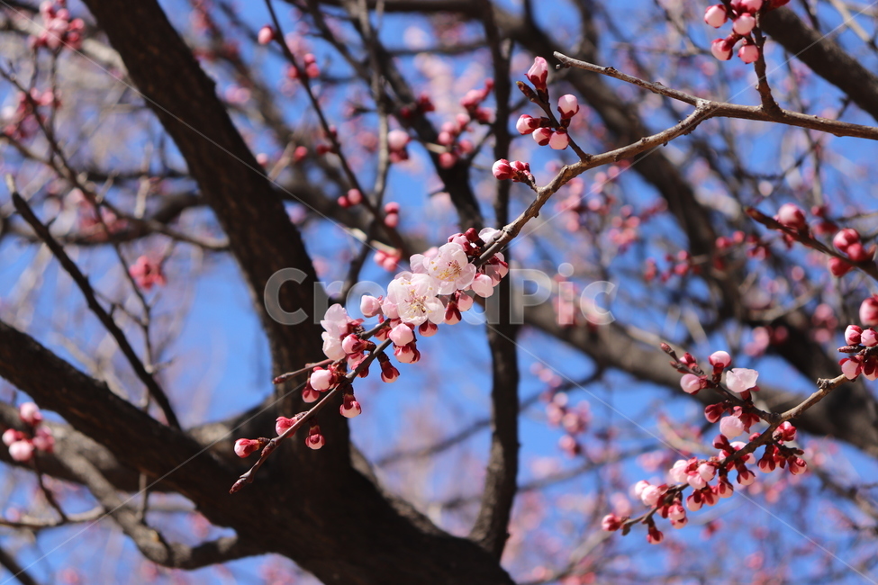 꽃,벚꽃,flower,blossom,plant,식물,봄,나무,꽃봉오리