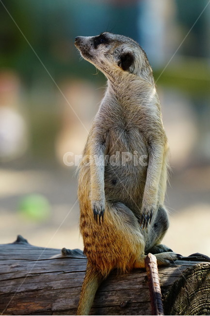 미어캣,슈리케이트,meerkat,suricate,포유류,동물,animal,파수꾼,육식동물,귀엽다,귀여운,귀여움,자연,nature,동물,animal,포유류,mammal