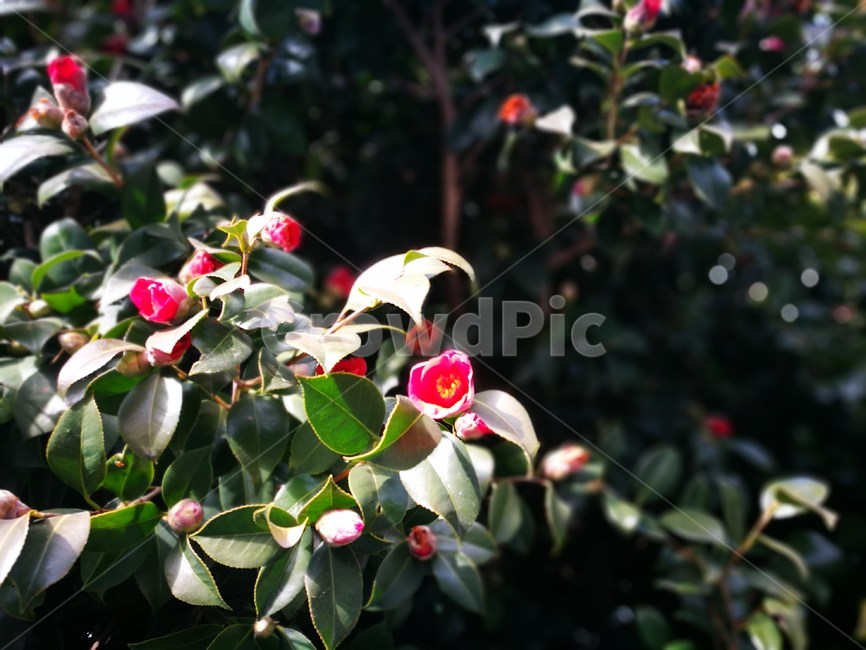 동백,겨울,꽃,잎,꽃봉오리,식물,자연,plants,nature,꽃,flower