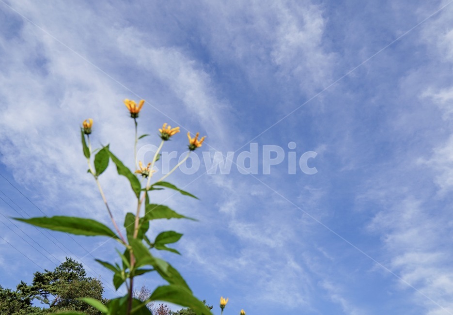 꽃,flower,가을,하늘,식물,식물,자연,plants,nature,꽃,flower