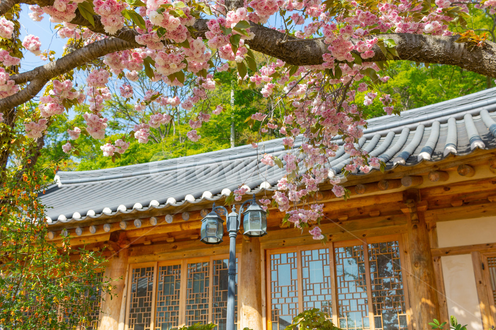 벚꽃,겹벚꽃,꽃,봄,한국자연경관,한국자연풍경,개심사,flower,감성,자연,식물,나무,봄,계절,spring,season,한국전통,한국문화,korean traditional,korean culture,식물,자연,plants,nature,꽃,flower,건축물,건물외관,exterior,building,structure,architecture,construction
