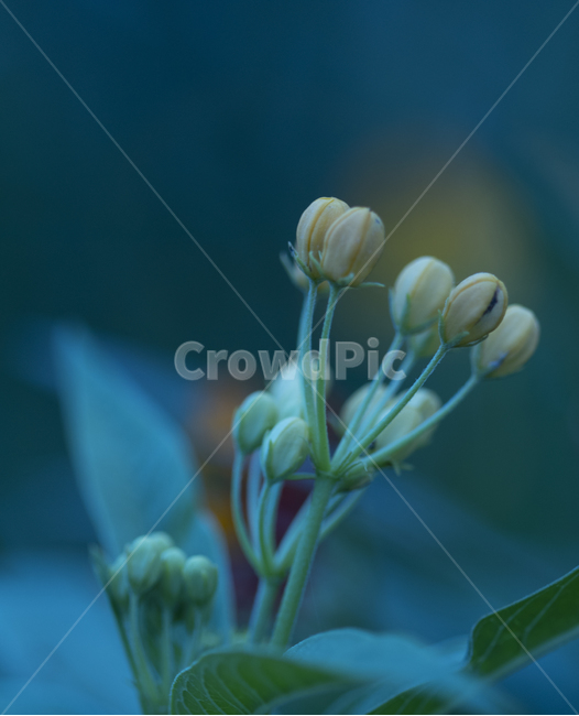 작은꽃,꽃,여름,정원,귀여운꽃