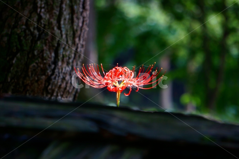가을,상사화,꽃무릇,꽃,감성,식물,자연,plants,nature,꽃,flower