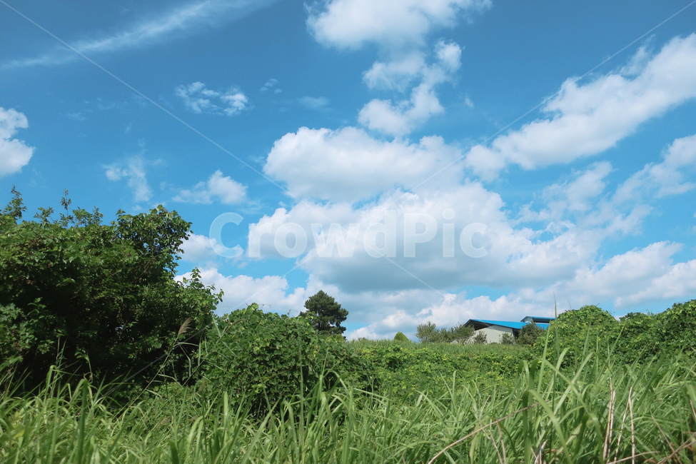 자연,하늘,나무,여름,청량,8월,오후,nature,weather,outdoors,자연,풍경,nature,landscape,옥외,날씨