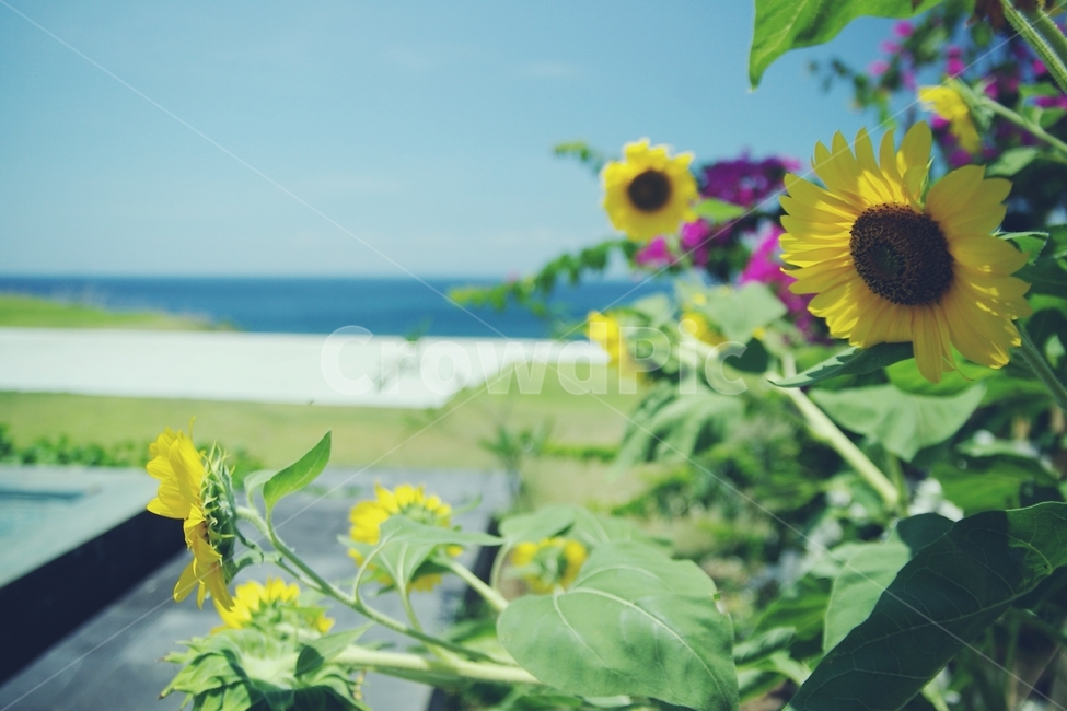 해바라기,꽃,sunflower,flower,바다,sea,노랑,노란,yellow,화사,여름,summer,열대,tropical,식물,자연,plants,nature,꽃,flower,감성,sensible,feeling