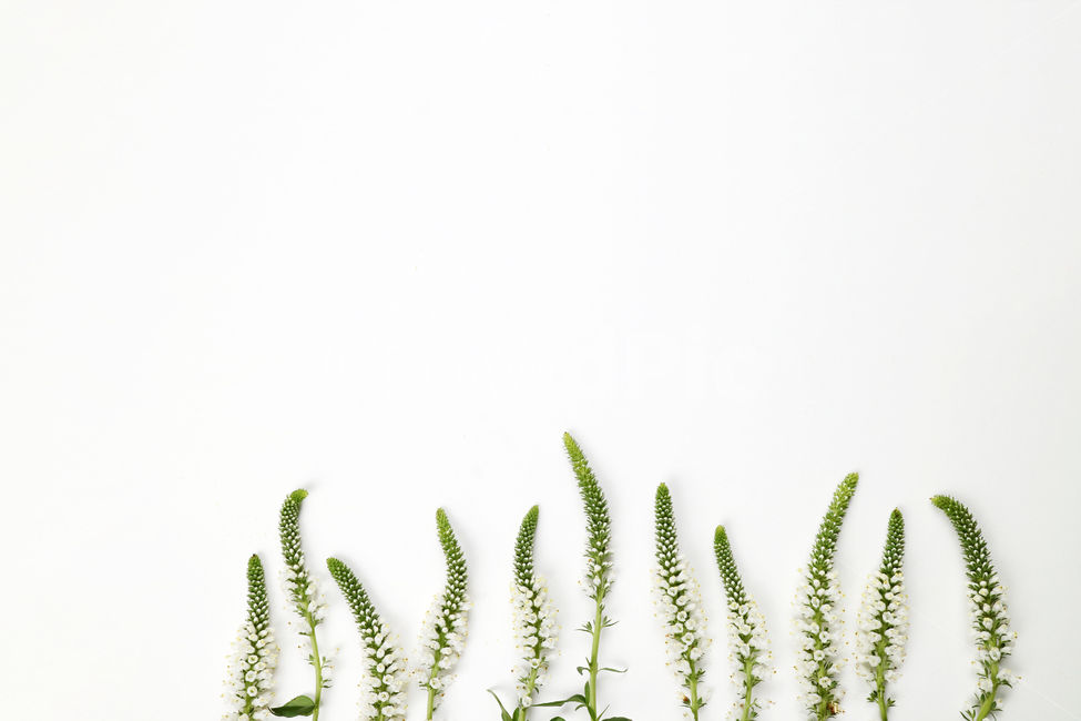 꽃잎,백그라운드,식물,자연,계절,봄,꽃,배경,배경이미지,내추럴,flower,nature,flora,background,꽃,flower