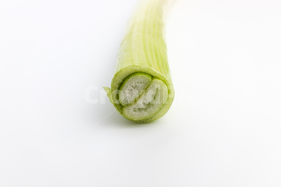 파,대파,채소,줄기,식물,야채,건강한,음식,날것,재료,식재료,음식재료,양념,클로즈업,신선한,식품,잘익은,매운,초록색,하얀색,향,채식,식용