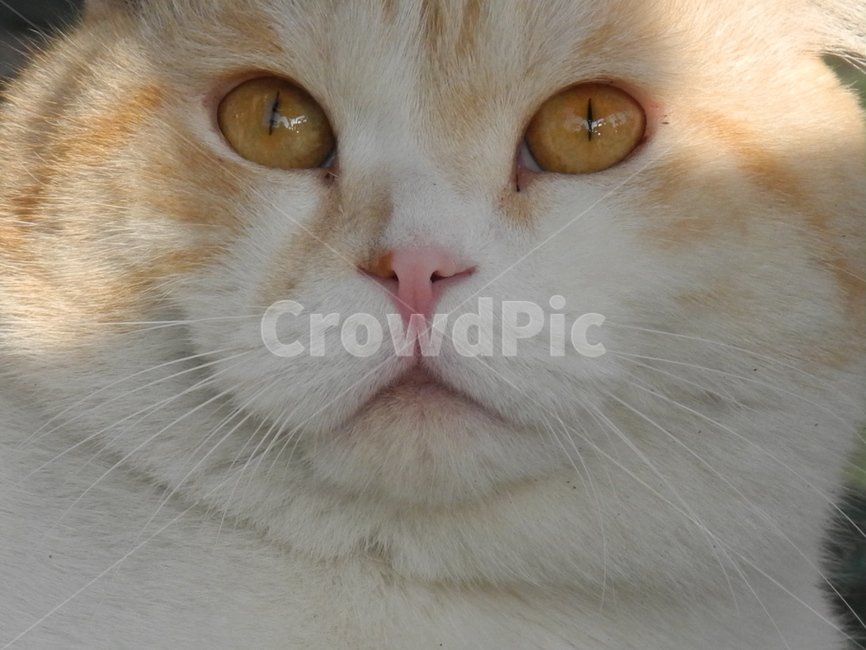 고양이,반려동물,애완동물,cat,pet,동물,포유류,동물,animal,포유류,mammal,고양이,cat,kitten,kitty