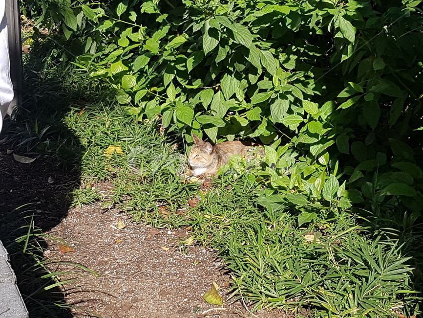 cat,고양이,길고양이,straycat,plant,식물