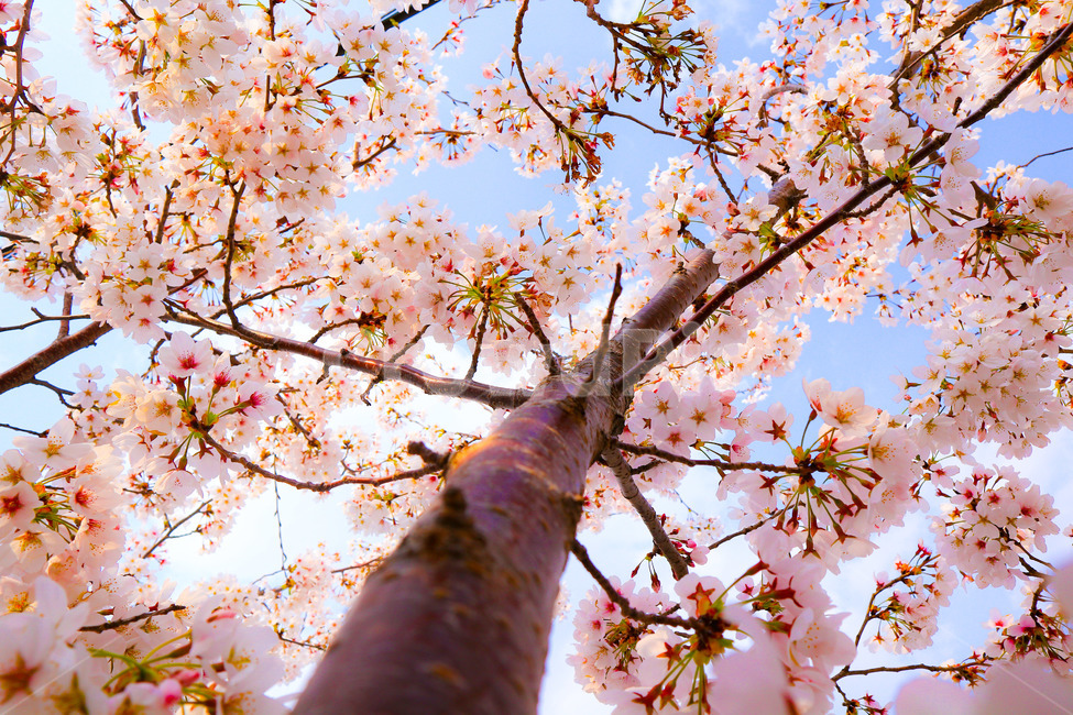 벚꽃,꽃,자연,나무,풍경,봄,봄,계절,spring,season,식물,자연,plants,nature,꽃,flower,나무,trees,wood,plant,tree