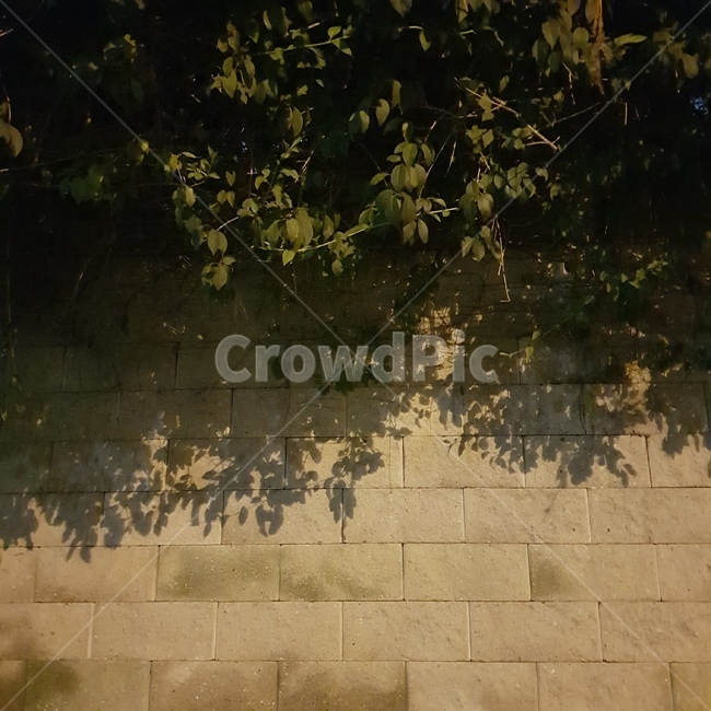 벽,담벼락,나무,tree,저녁,노을
