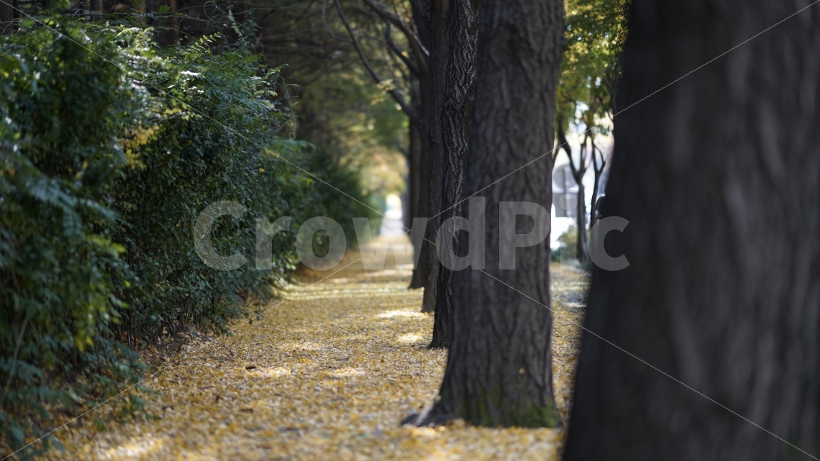 낙엽,풍경,과천,가을,단풍,은행,가을,계절,fall,autumn,season,식물,자연,plants,nature,나무,trees,wood,tree trunk,나무 줄기,tree,plant