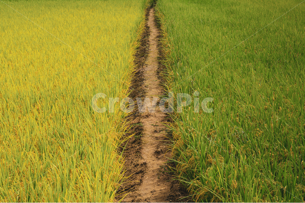 자연,농촌,농어촌,가을,추수,벼,밭,들,농업,농사,agriculture,farming,farming industry