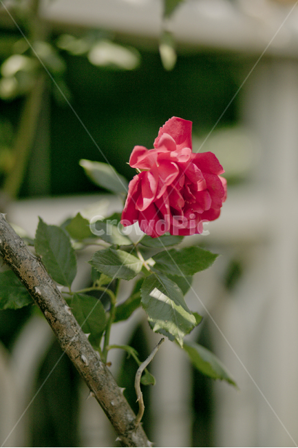 장미,꽃,rose,flower,자연,식물,red,식물,자연,plants,nature,꽃,flower