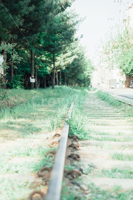 철길,초록,잔디,햇살,나무,교통,교통수단,traffic,transportation,감성,sensible,feeling,train track,기찻길,rail,레일,railway,철도