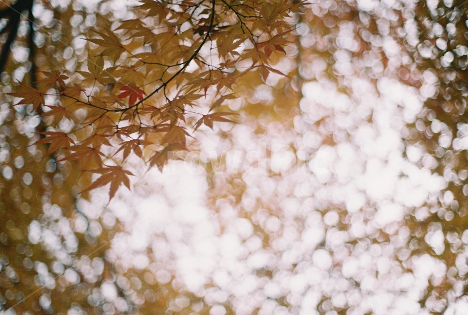 보케,가을,낙엽,은행잎,하늘,나무,가을,계절,fall,autumn,season,식물,자연,plants,nature,감성,sensible,feeling,leaf,잎,plant