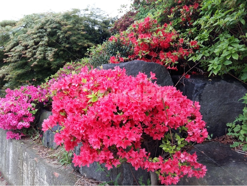 영산홍,빨강,빛,연두잎,정열,식물,자연,plants,nature,꽃,flower