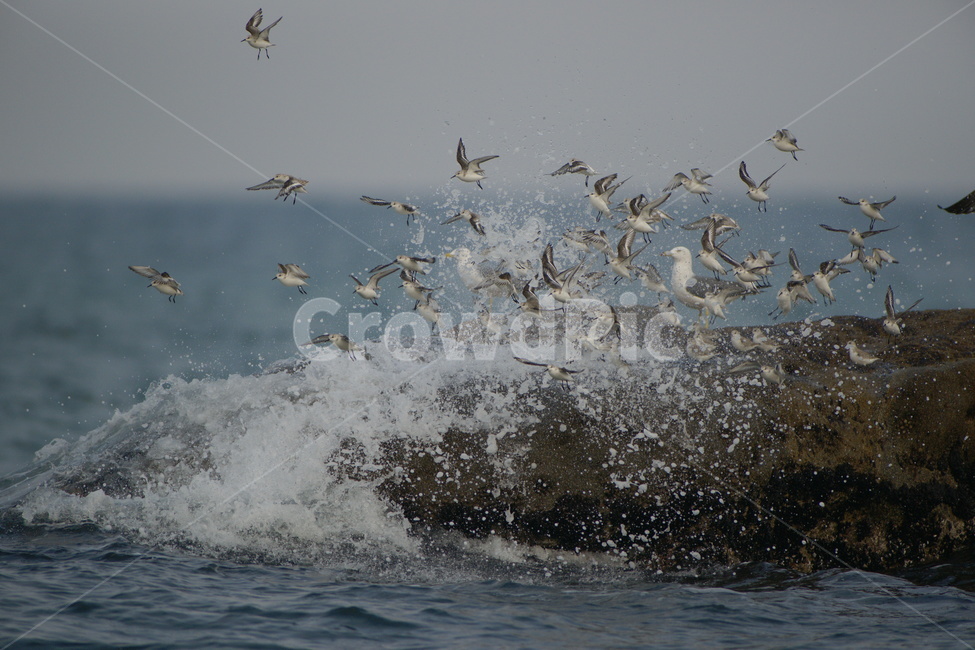 세가락도요,조류,휴식,바다,풍경,동물,animal,조류,새,birds