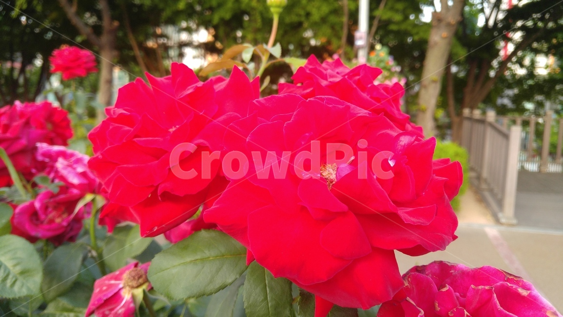 장미,붉은장미,꽃,붉은색,녹색,장미축제,식물,배경,감성,계절,사랑,rose,redroses,flower,red,green,rosefestival,flants,background,emotional,season,love